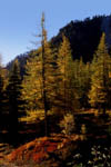 Couleurs d'automne dans la monte vers le col de Salze.