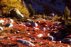 Tapis de myrtilles aux couleurs d'automne.